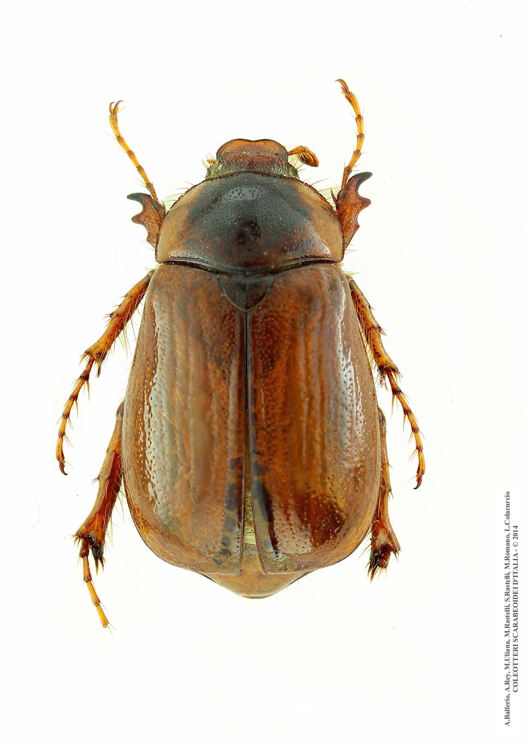 Geotrogus genei